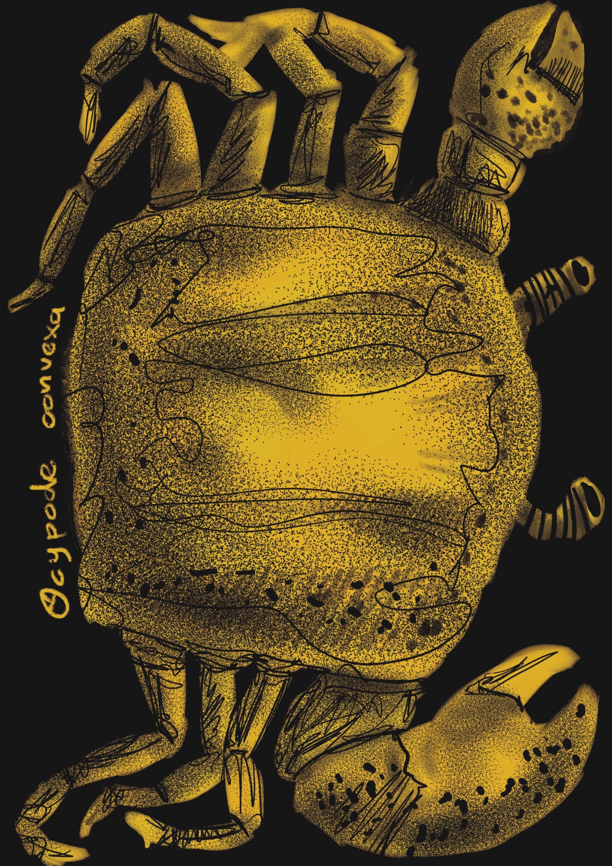 Cromazoografía de Cangrejo Fantasma