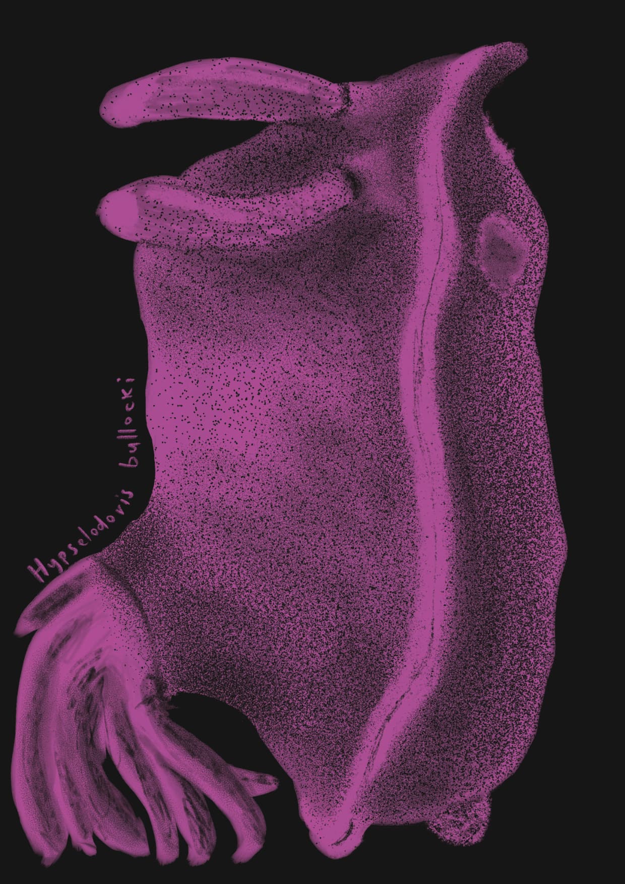 NUDIBRANQUIO BULLOCKII